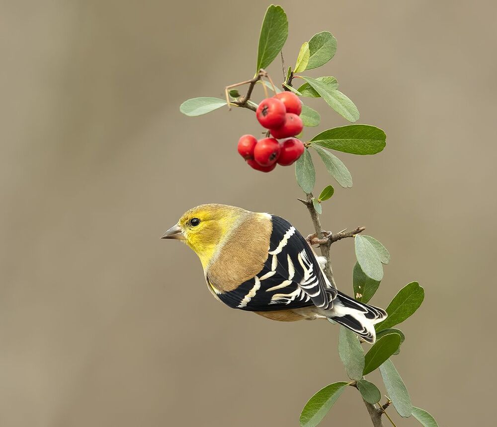 American Goldfinch - Американский чиж