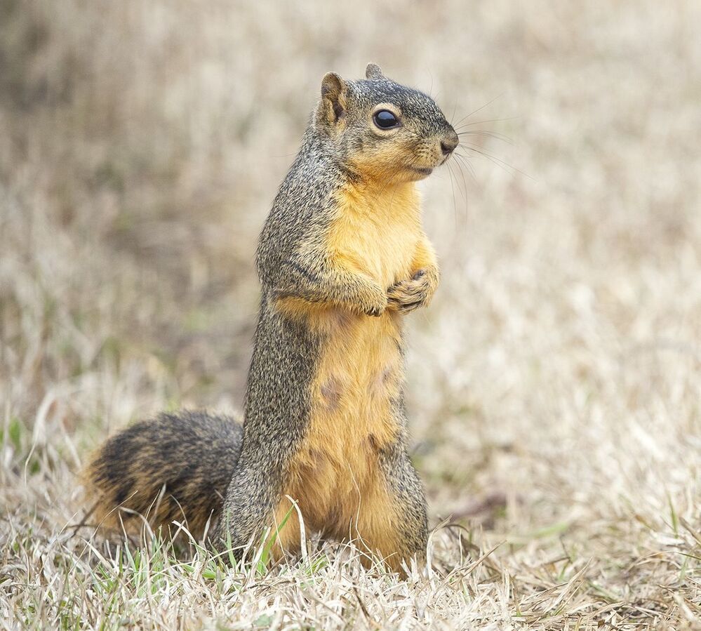 Лисья Белка -Fox Squirrel