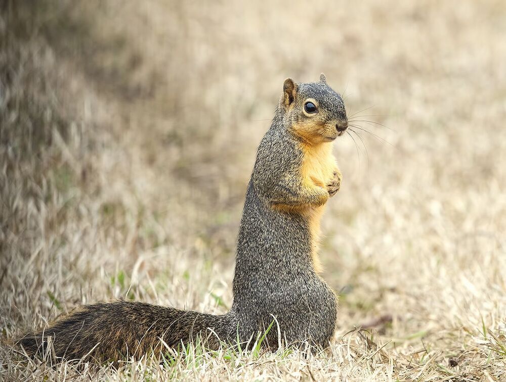 Лисья Белка -Fox Squirrel