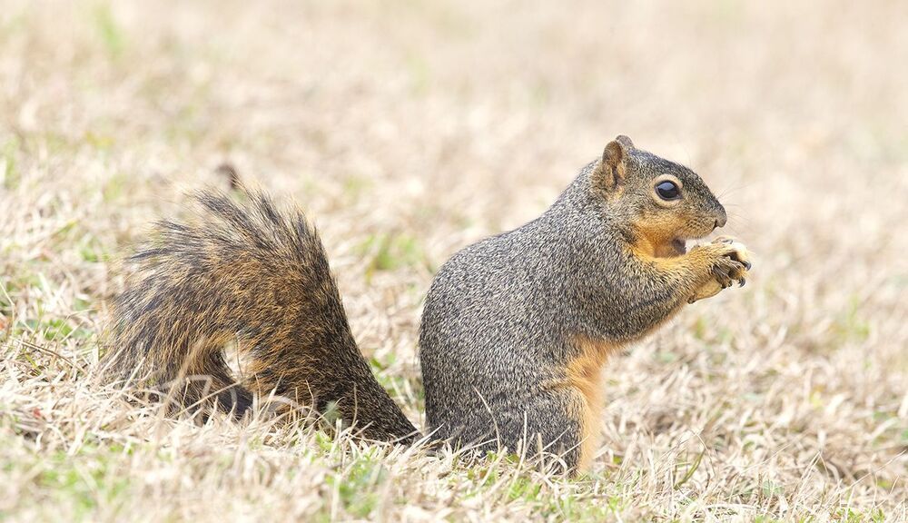 Лисья Белка -Fox Squirrel