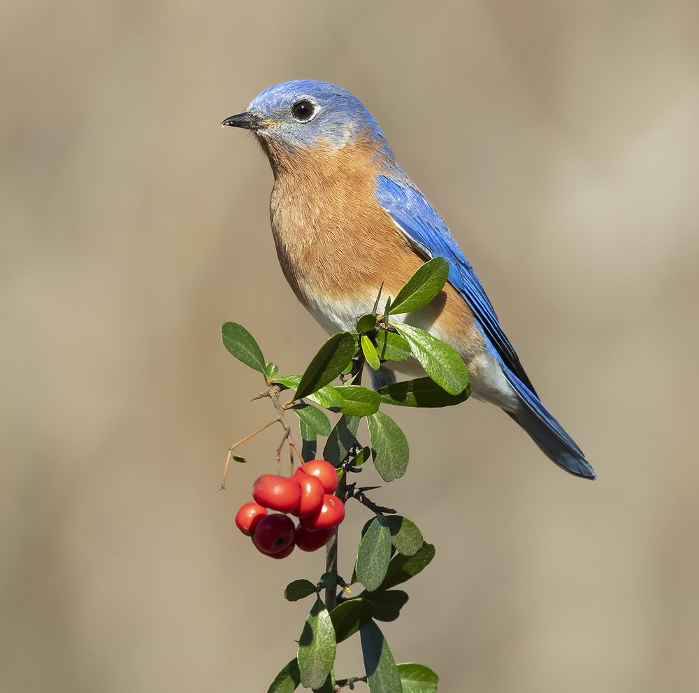 Любитель ягод. Восточная сиалия (самец) - Eastern Bluebird male