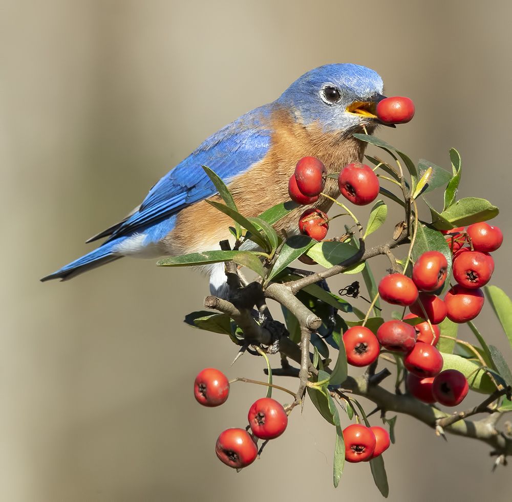 Любитель ягод. Восточная сиалия (самец) - Eastern Bluebird male