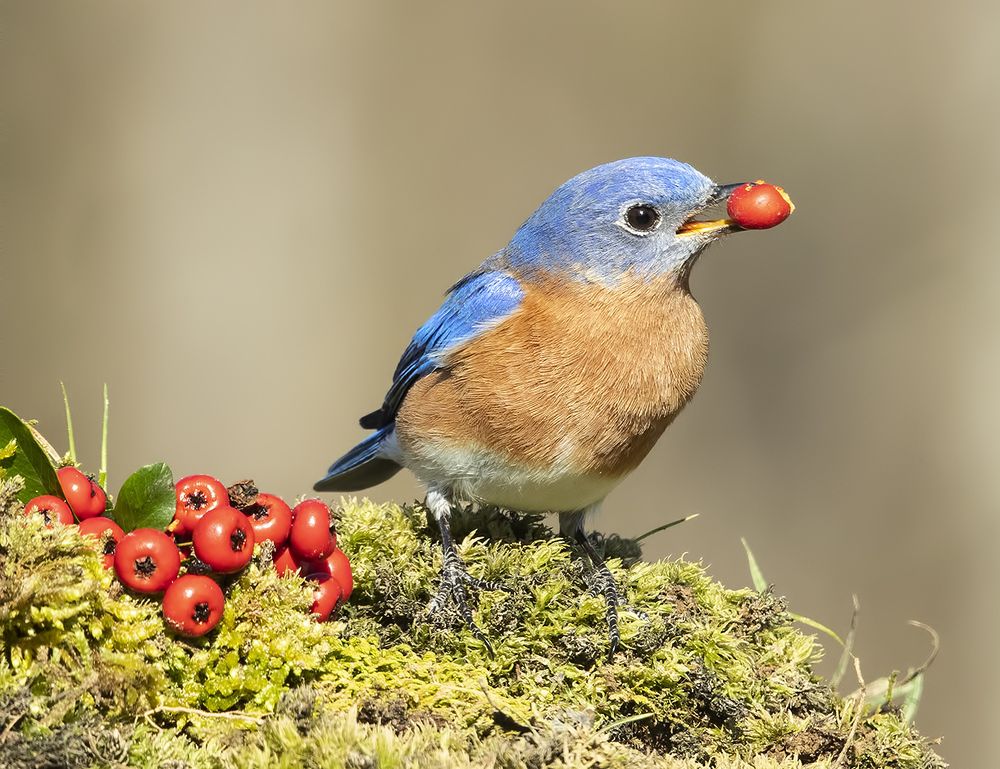 Любитель ягод. Восточная сиалия (самец) - Eastern Bluebird male