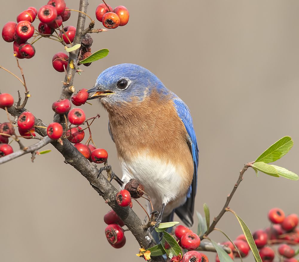 Любитель ягод. Восточная сиалия (самец) - Eastern Bluebird male