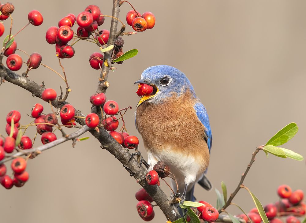 Любитель ягод. Восточная сиалия (самец) - Eastern Bluebird male