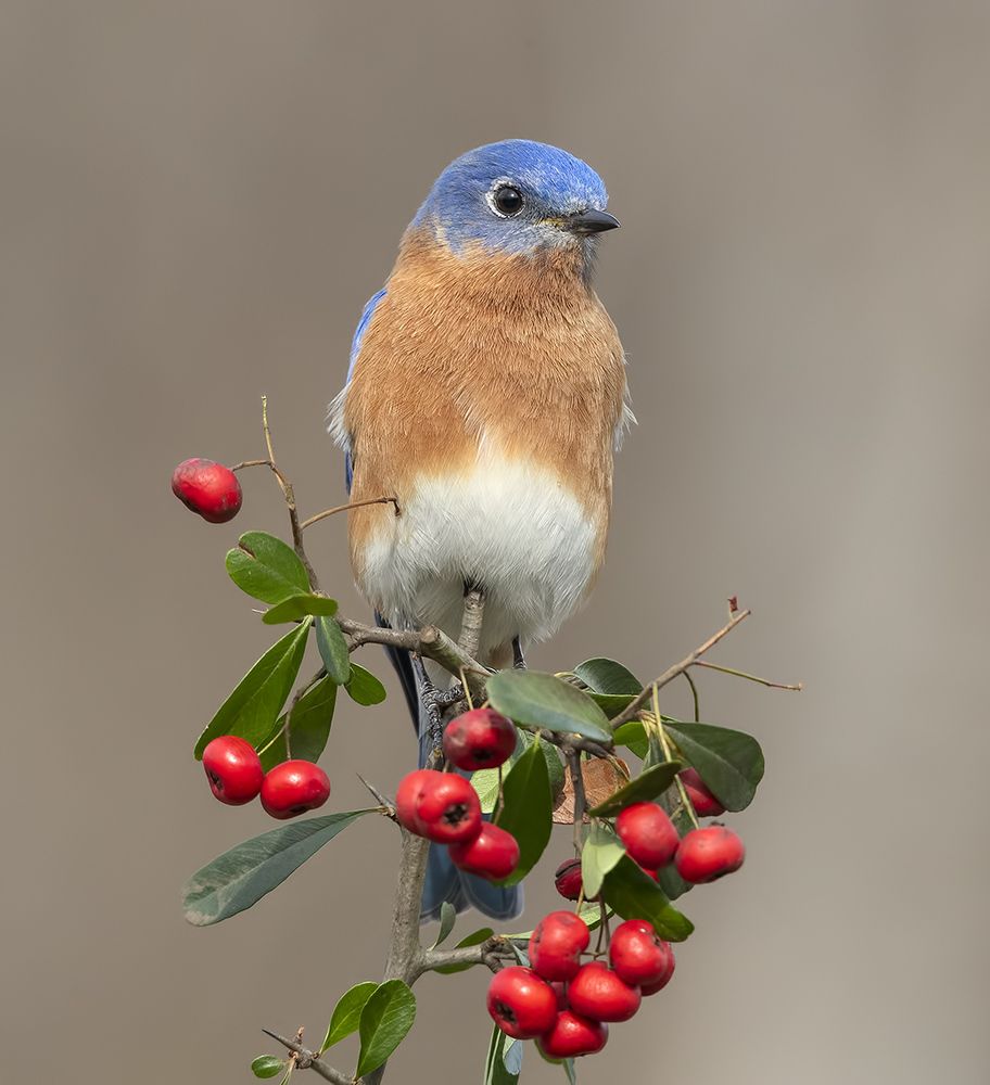 Любитель ягод. Восточная сиалия (самец) - Eastern Bluebird male