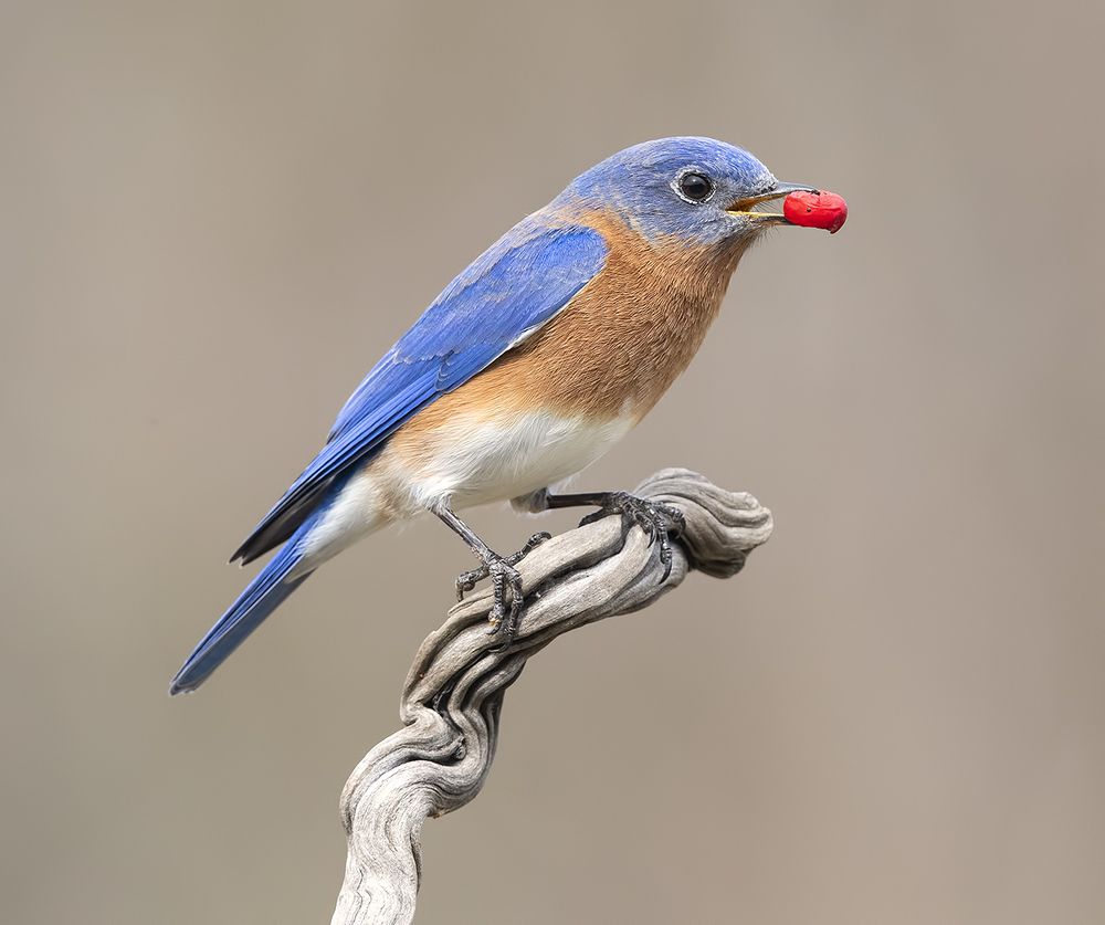 Любитель ягод. Восточная сиалия (самец) - Eastern Bluebird male