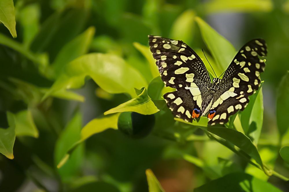 Butterfly