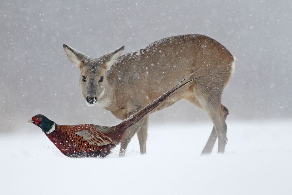 Roe deer and pheasant