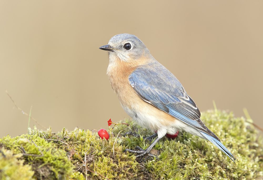 Любительница ягод. Восточная сиалия (самка) - Eastern Bluebird female