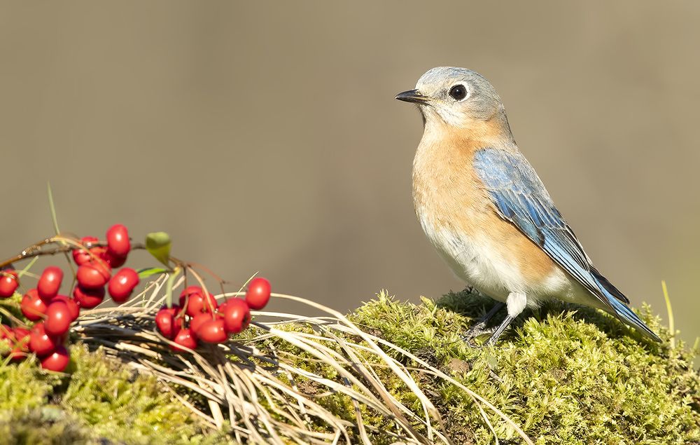 Любительница ягод. Восточная сиалия (самка) - Eastern Bluebird female