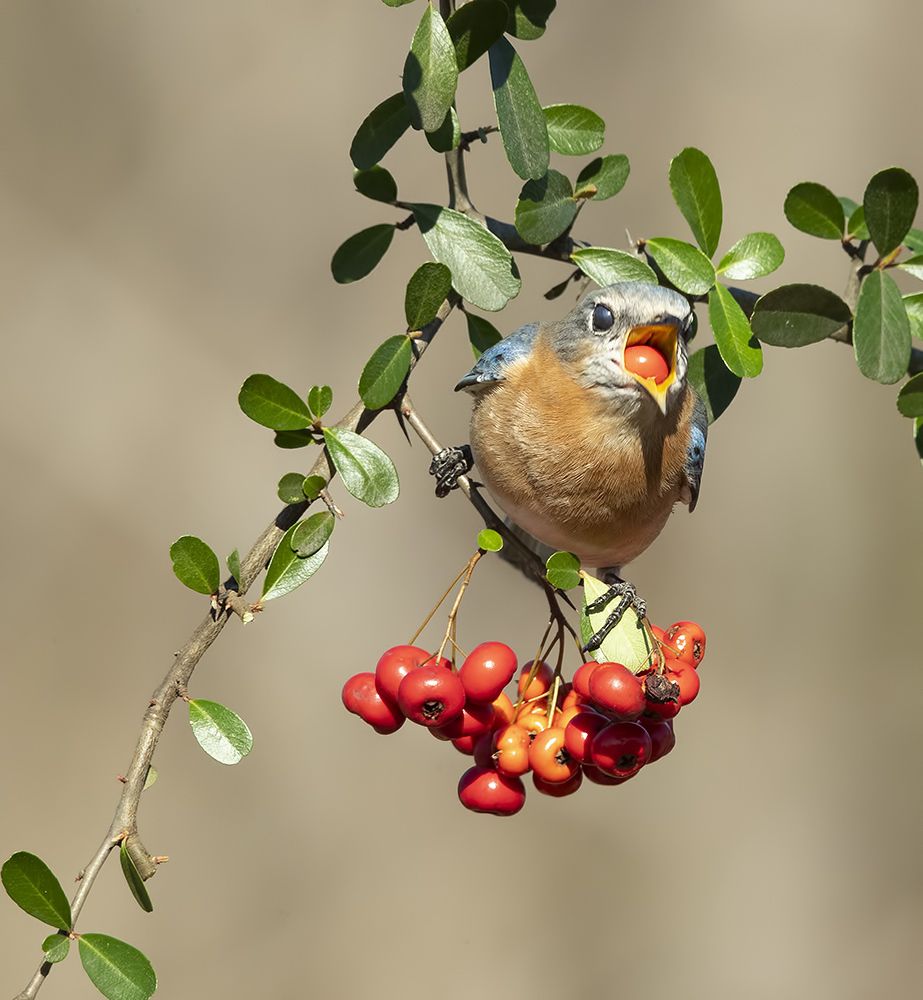 Любительница ягод. Восточная сиалия (самка) - Eastern Bluebird female