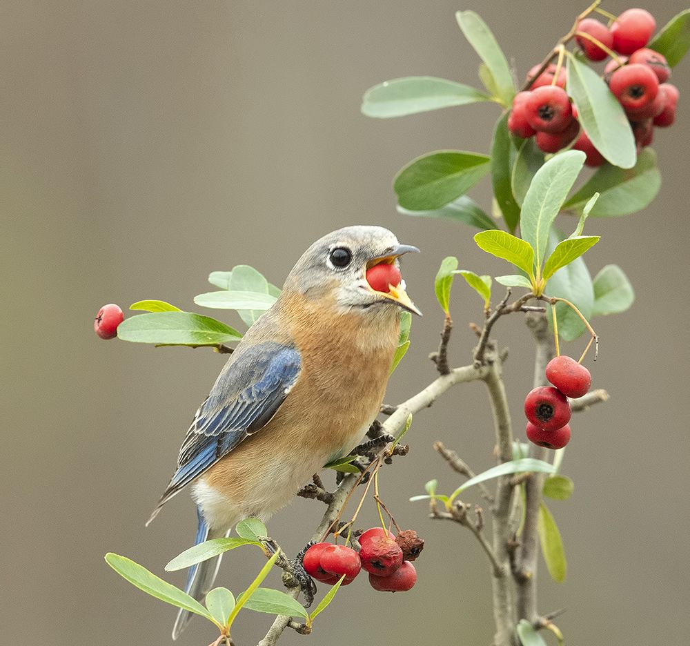 Любительница ягод. Восточная сиалия (самка) - Eastern Bluebird female
