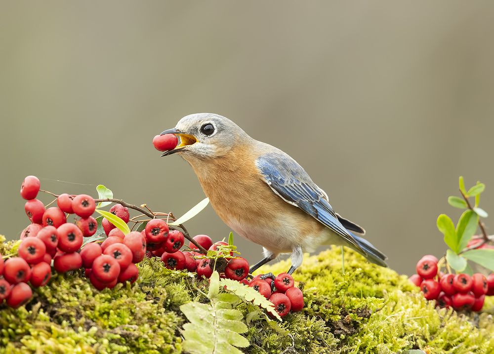 Любительница ягод. Восточная сиалия (самка) - Eastern Bluebird female