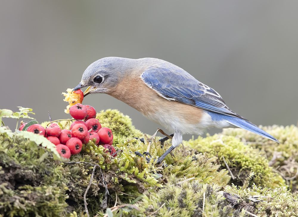 Любительница ягод. Восточная сиалия (самка) - Eastern Bluebird female