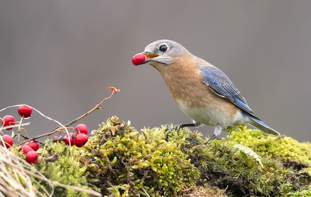 Любительница ягод. Восточная сиалия (самка) - Eastern Bluebird female