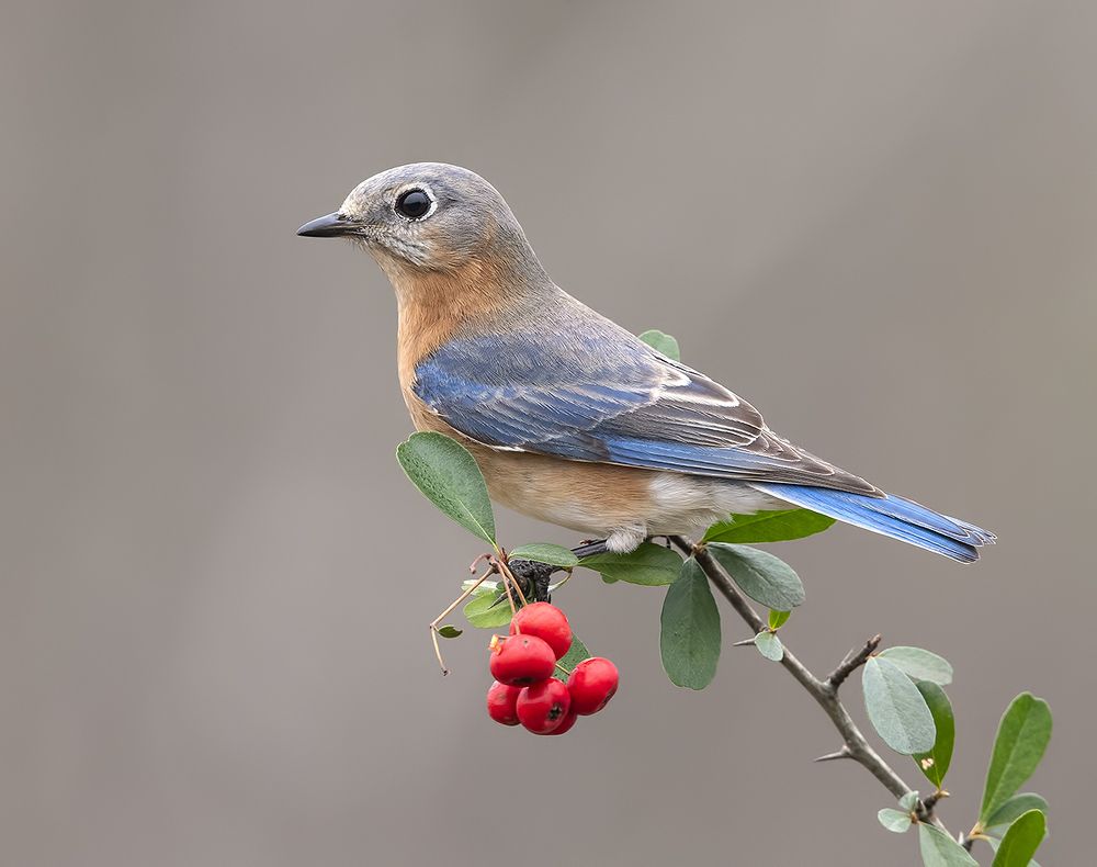 Любительница ягод. Восточная сиалия (самка) - Eastern Bluebird female