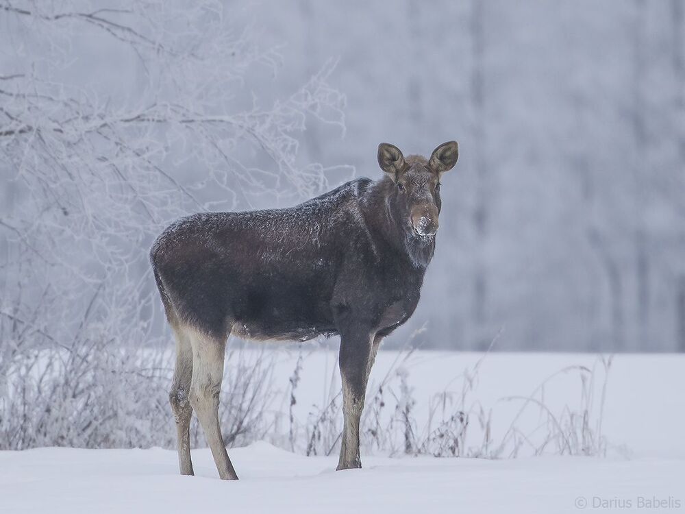 Лось