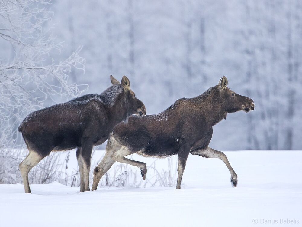 Лось