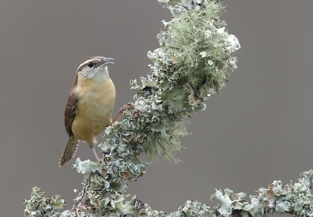 Крапивник Каролинский - Carolina Wren
