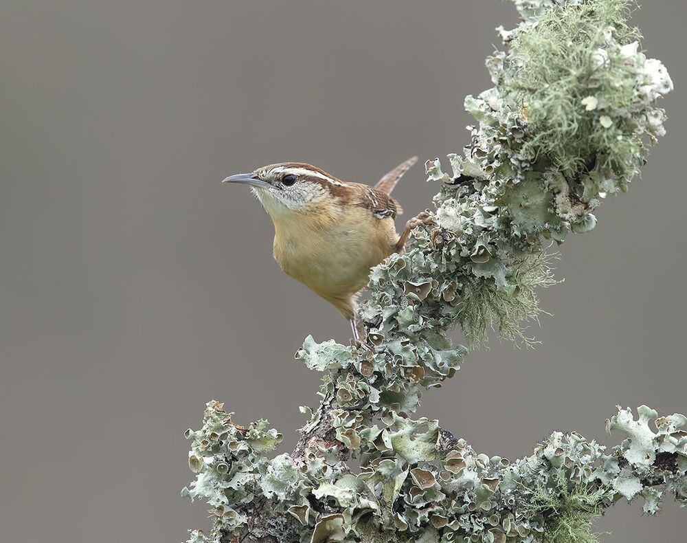Крапивник Каролинский - Carolina Wren