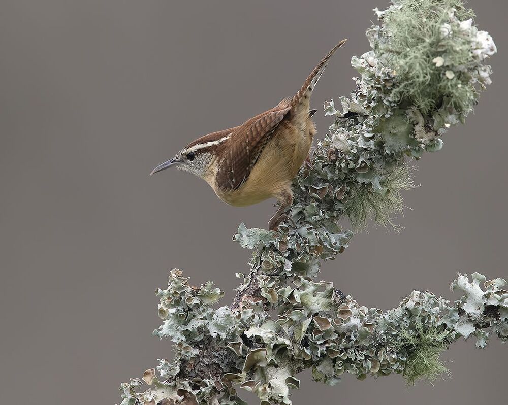 Крапивник Каролинский - Carolina Wren