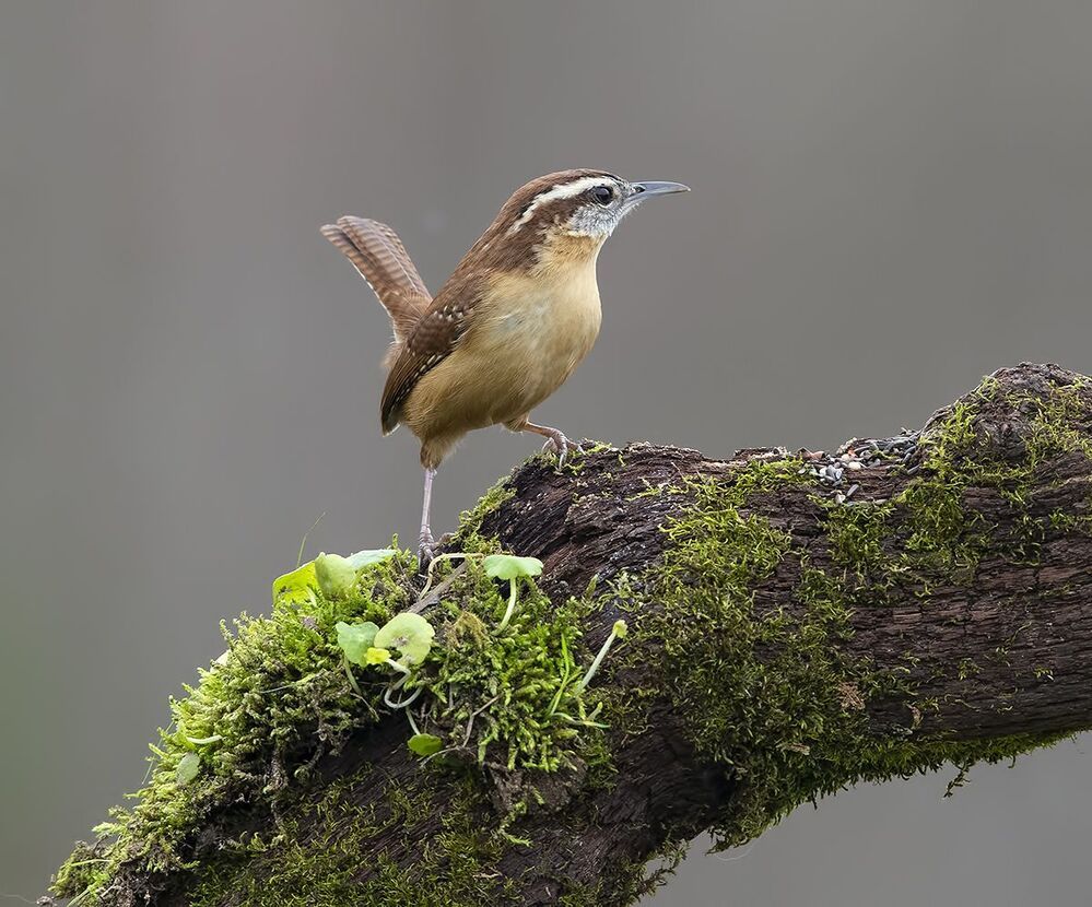 Крапивник Каролинский - Carolina Wren