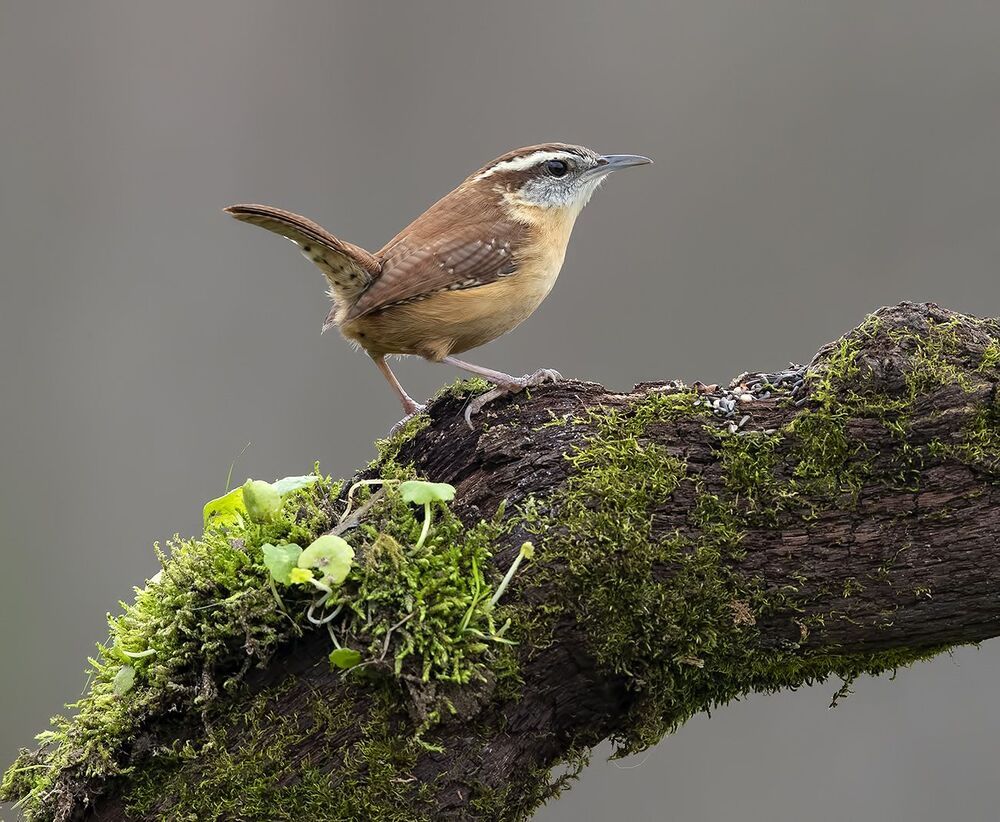 Крапивник Каролинский - Carolina Wren
