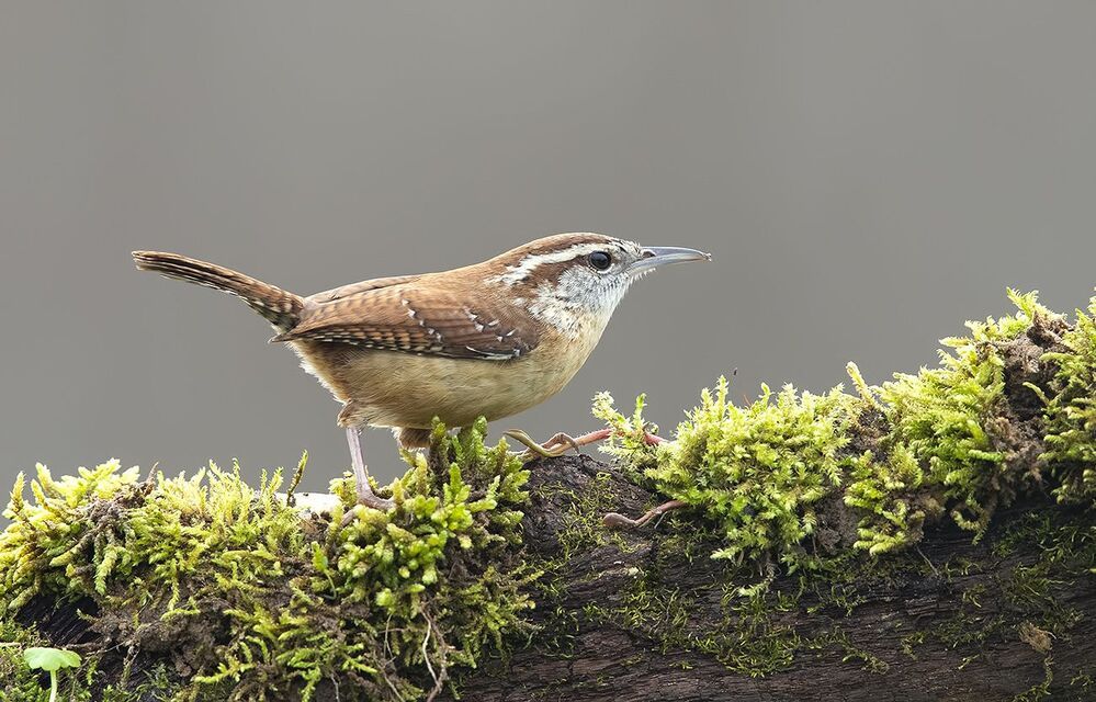 Крапивник Каролинский - Carolina Wren