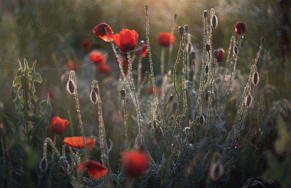 the morning of my favorite flowers