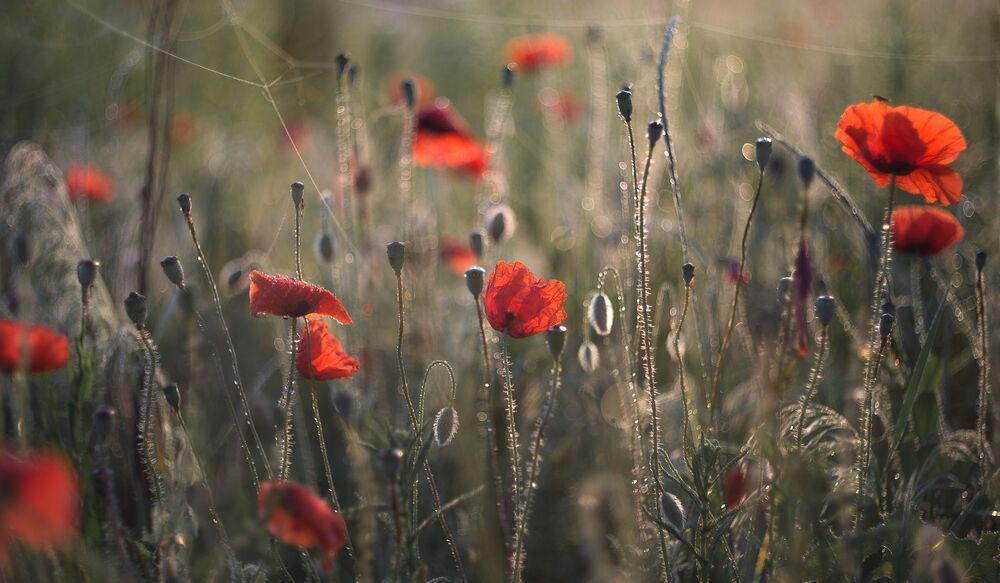 the morning of my favorite flowers
