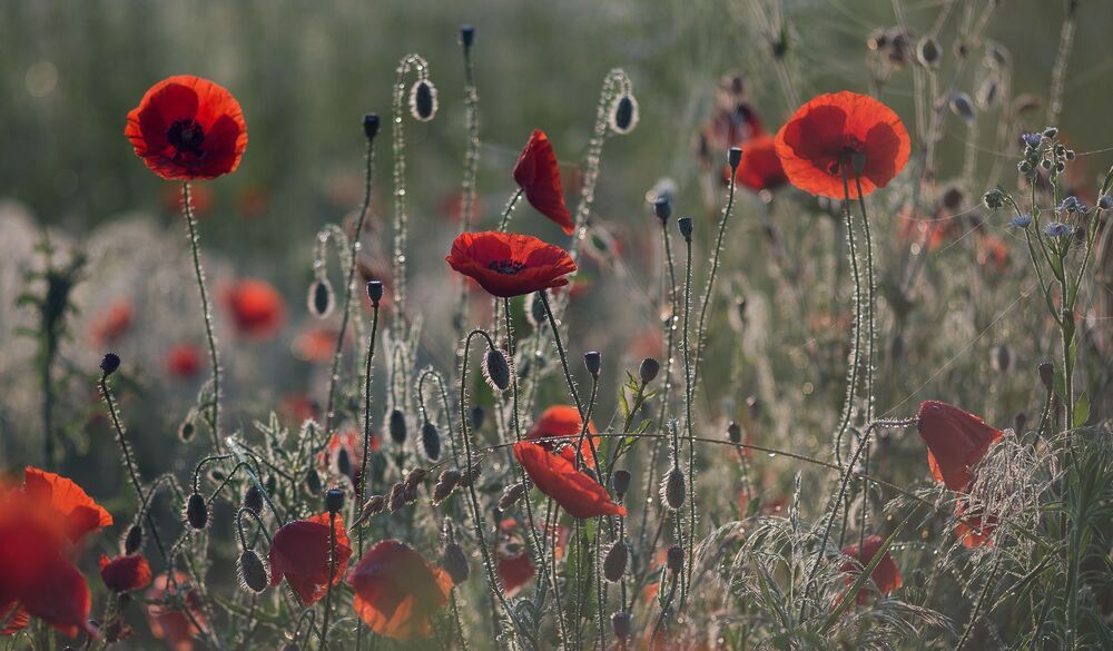 the morning of my favorite flowers