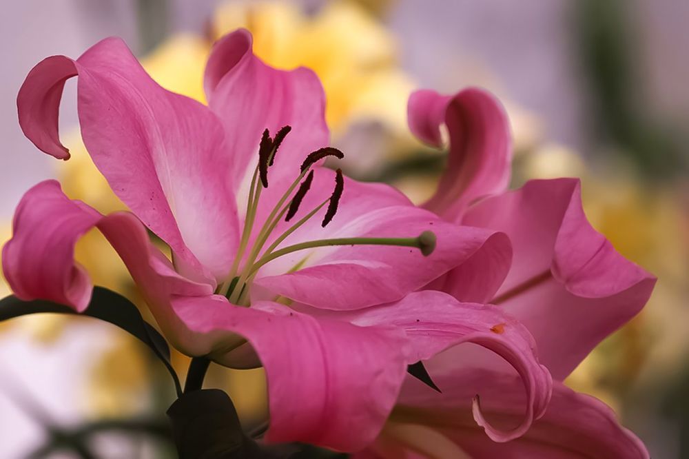 Lily