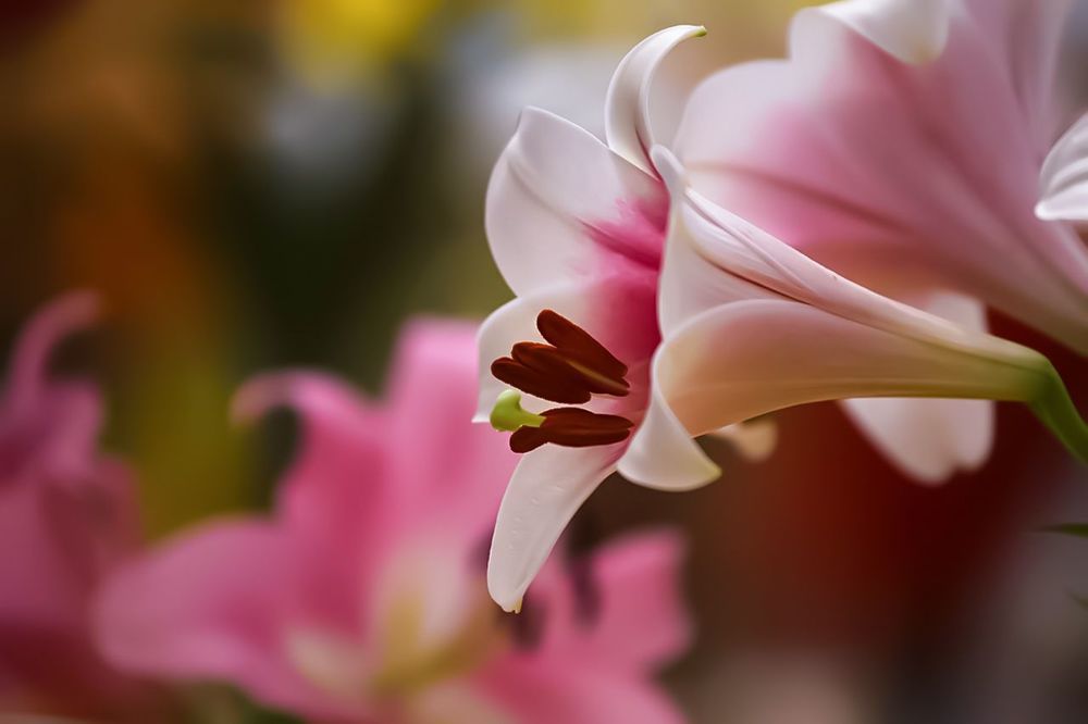 Lily