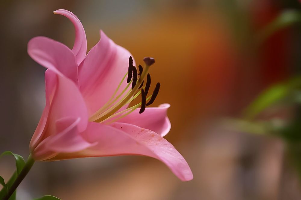 Lily