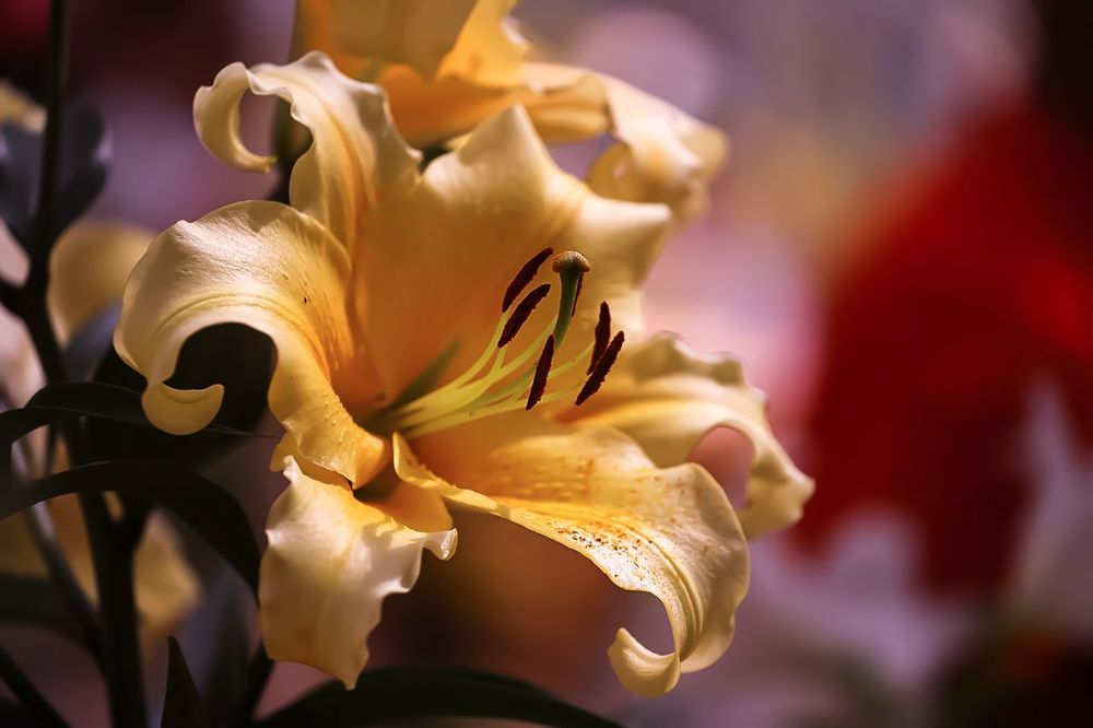 Lily