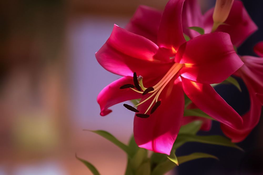 Lily