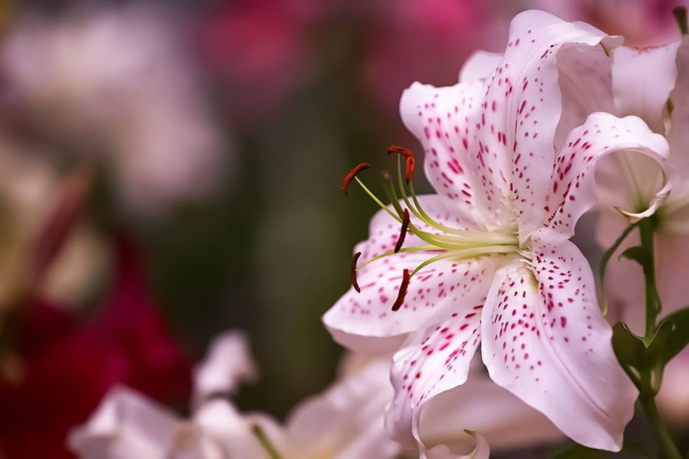 Lily
