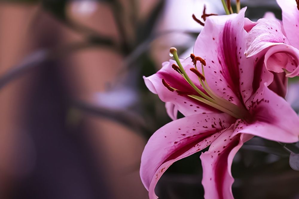 Lily