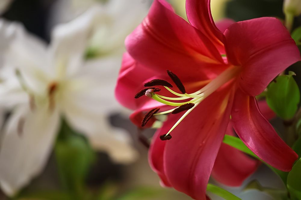 Lily