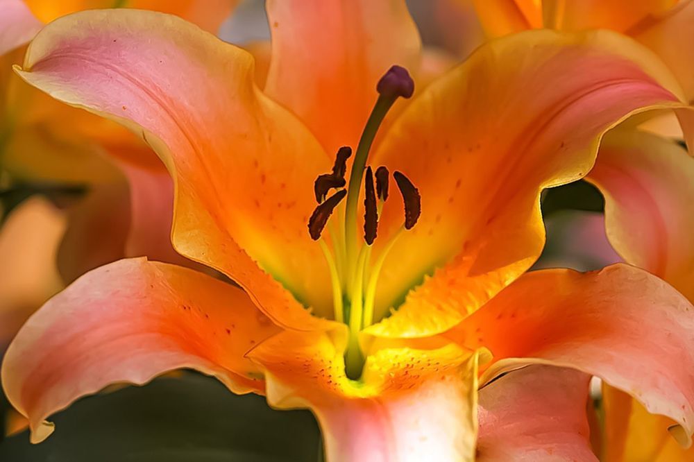 Lily