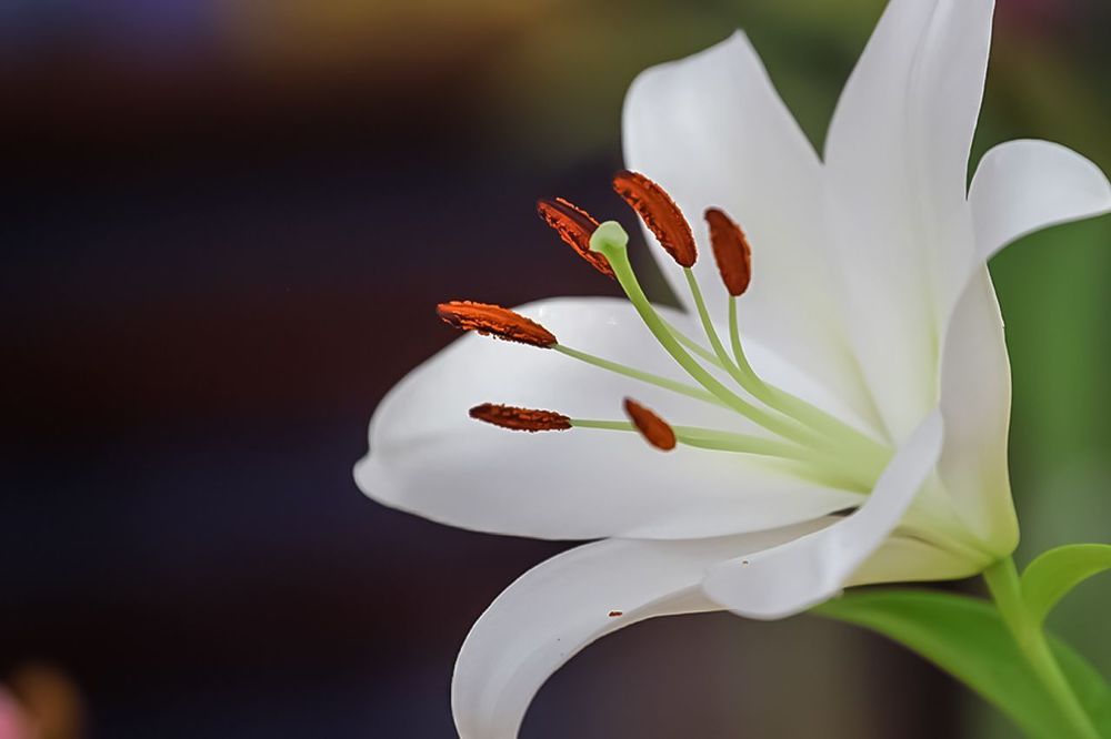 Lily