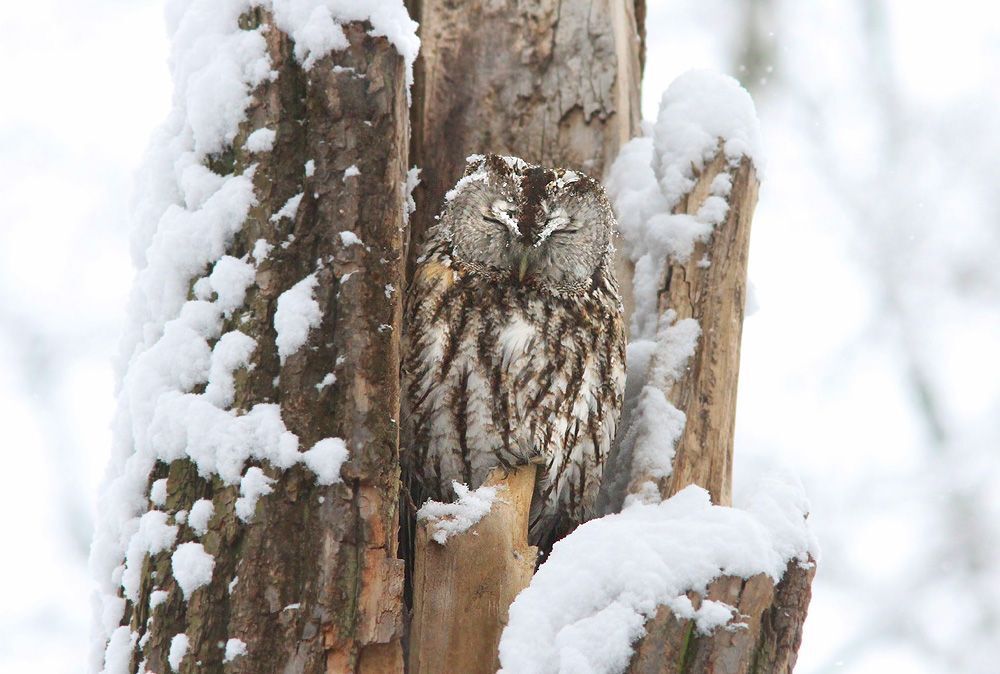 В снегопад...