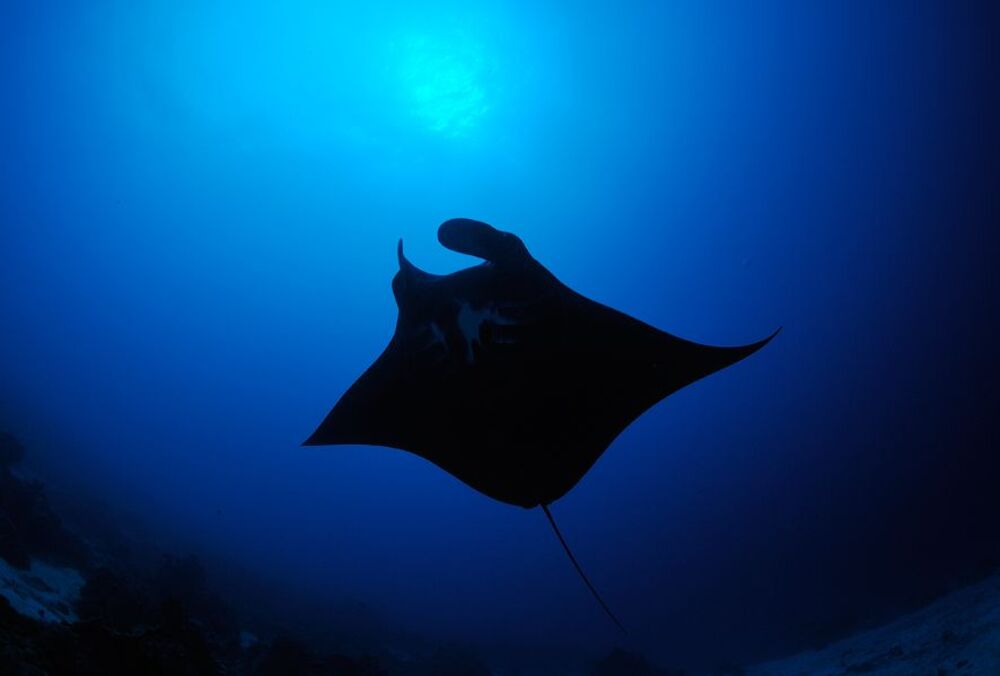 Palau. German Channel. Siluets.