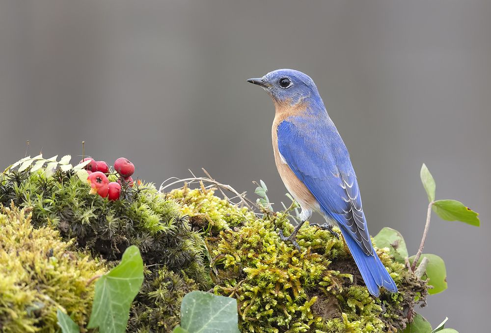 Восточная сиалия (cамец) - Eastern Bluebird male