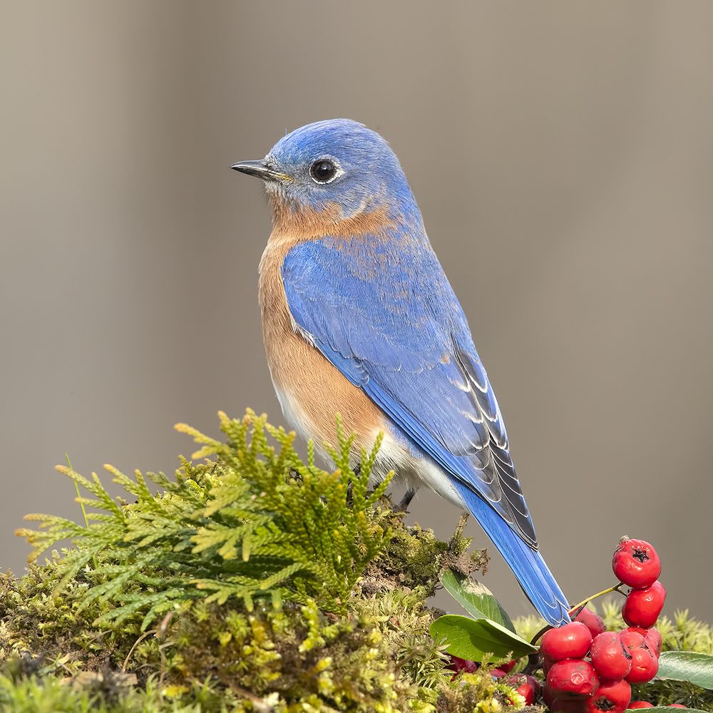 Восточная сиалия (cамец) - Eastern Bluebird male