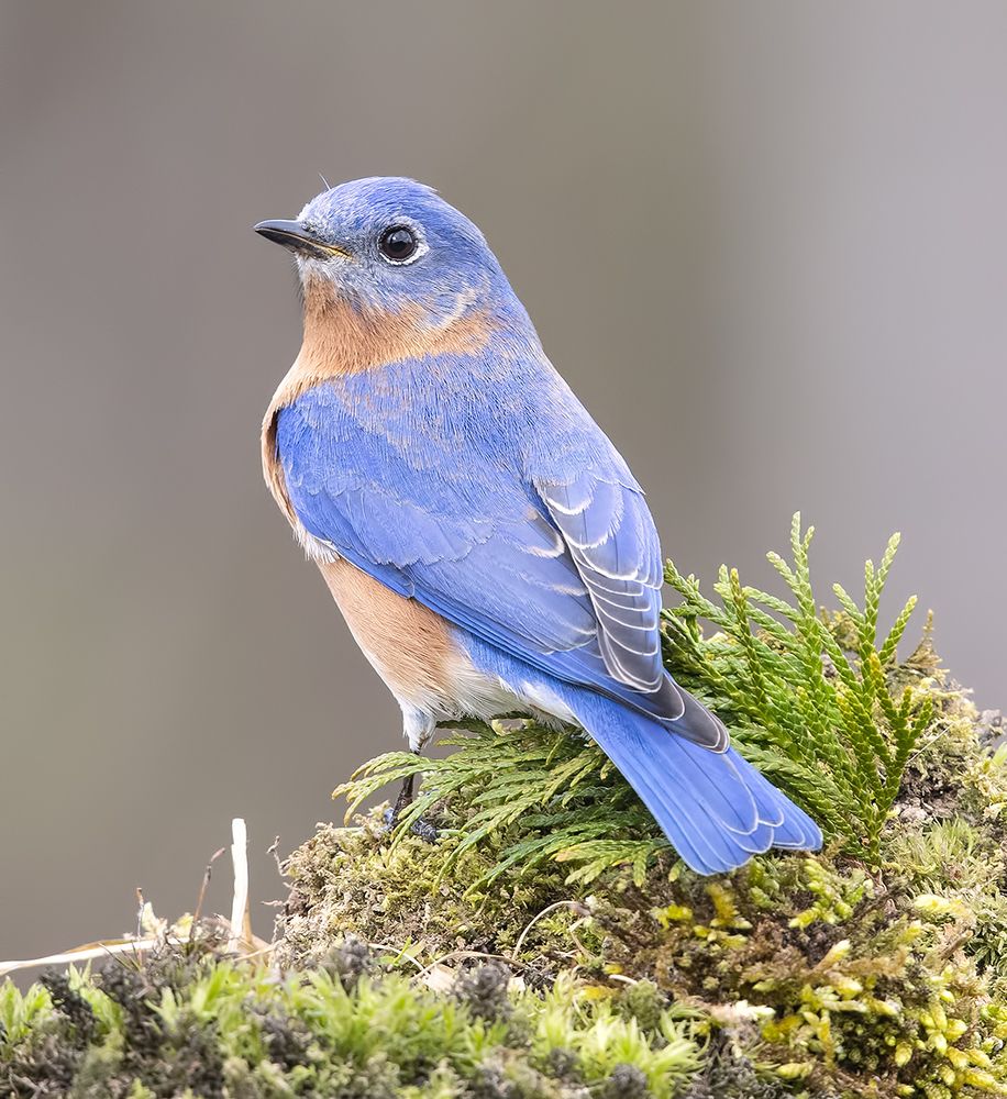 Восточная сиалия (cамец) - Eastern Bluebird male