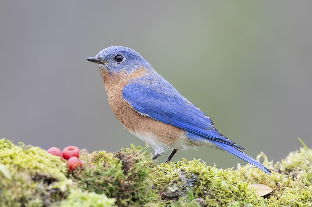 Восточная сиалия (cамец) - Eastern Bluebird male