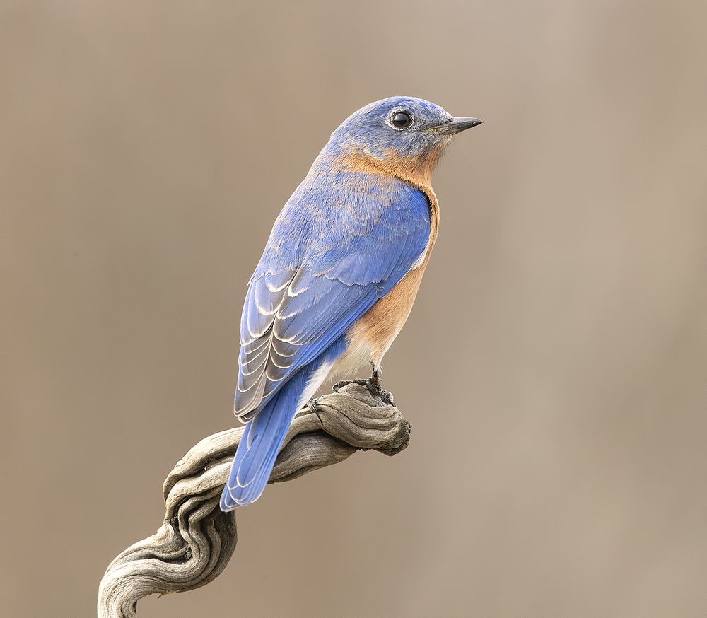 Восточная сиалия (cамец) - Eastern Bluebird male