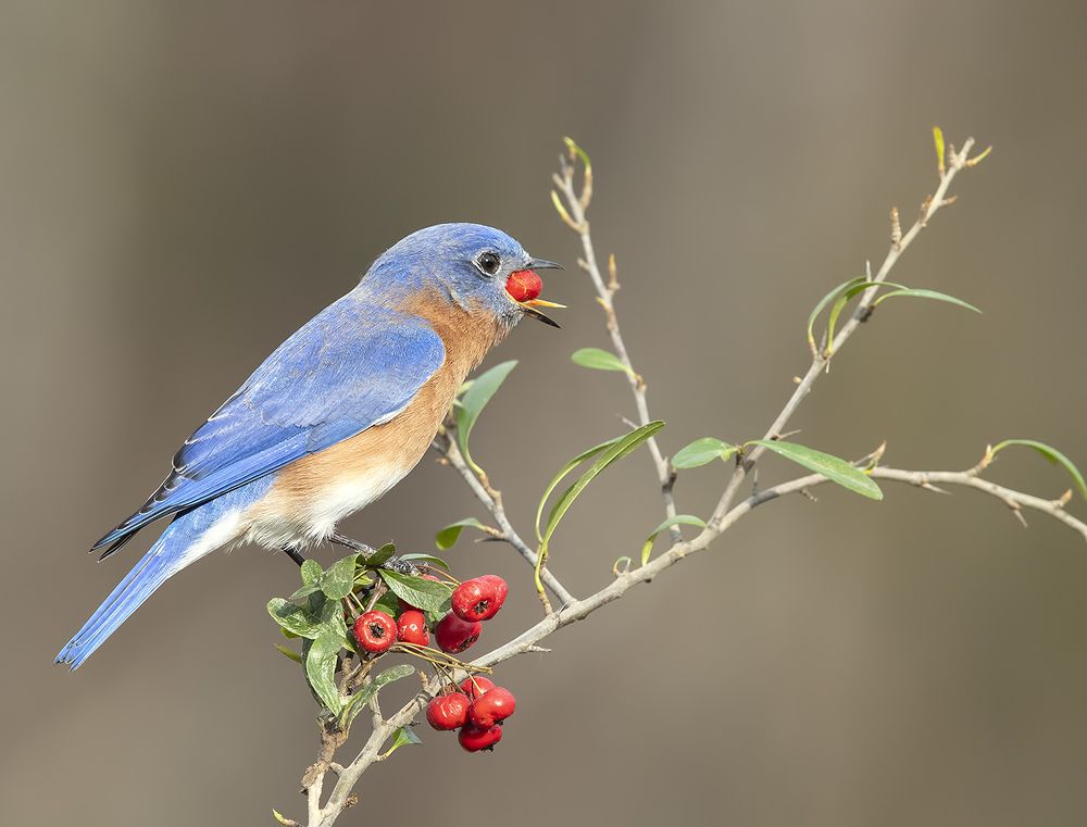 Восточная сиалия (cамец) - Eastern Bluebird male